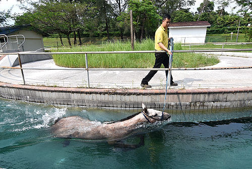 Horse Swimming Pool