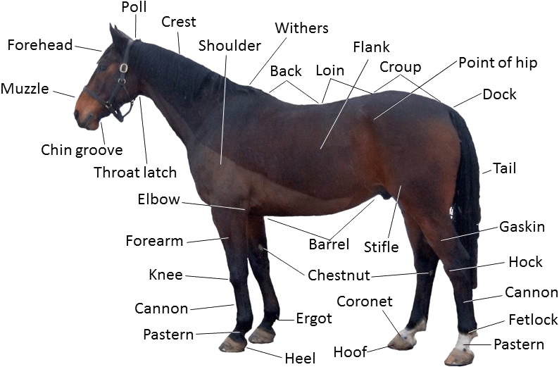 horse