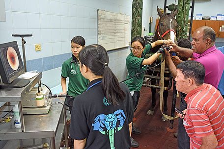 Training Vet 2