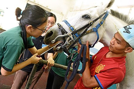 Training Vet 4